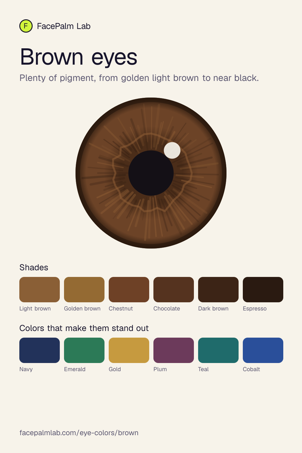 Brown eyes, an illustrated iris with six shades