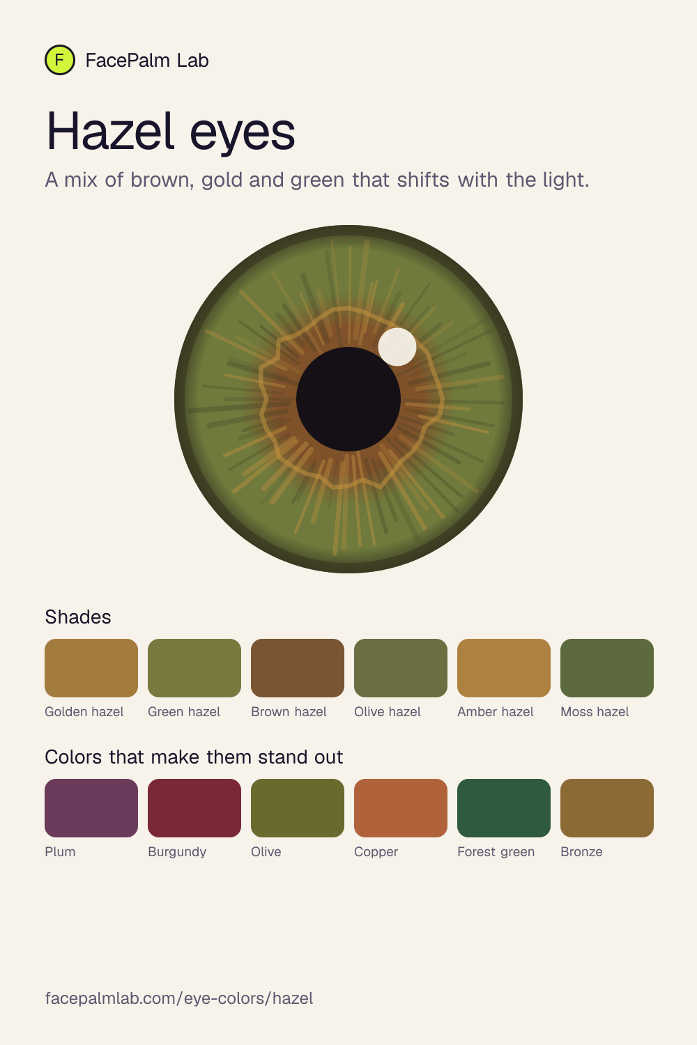 Hazel eyes, an illustrated iris with six shades